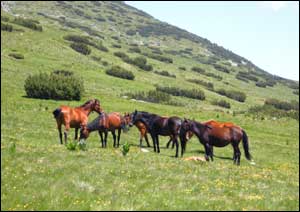 Horses, Rila Mountain